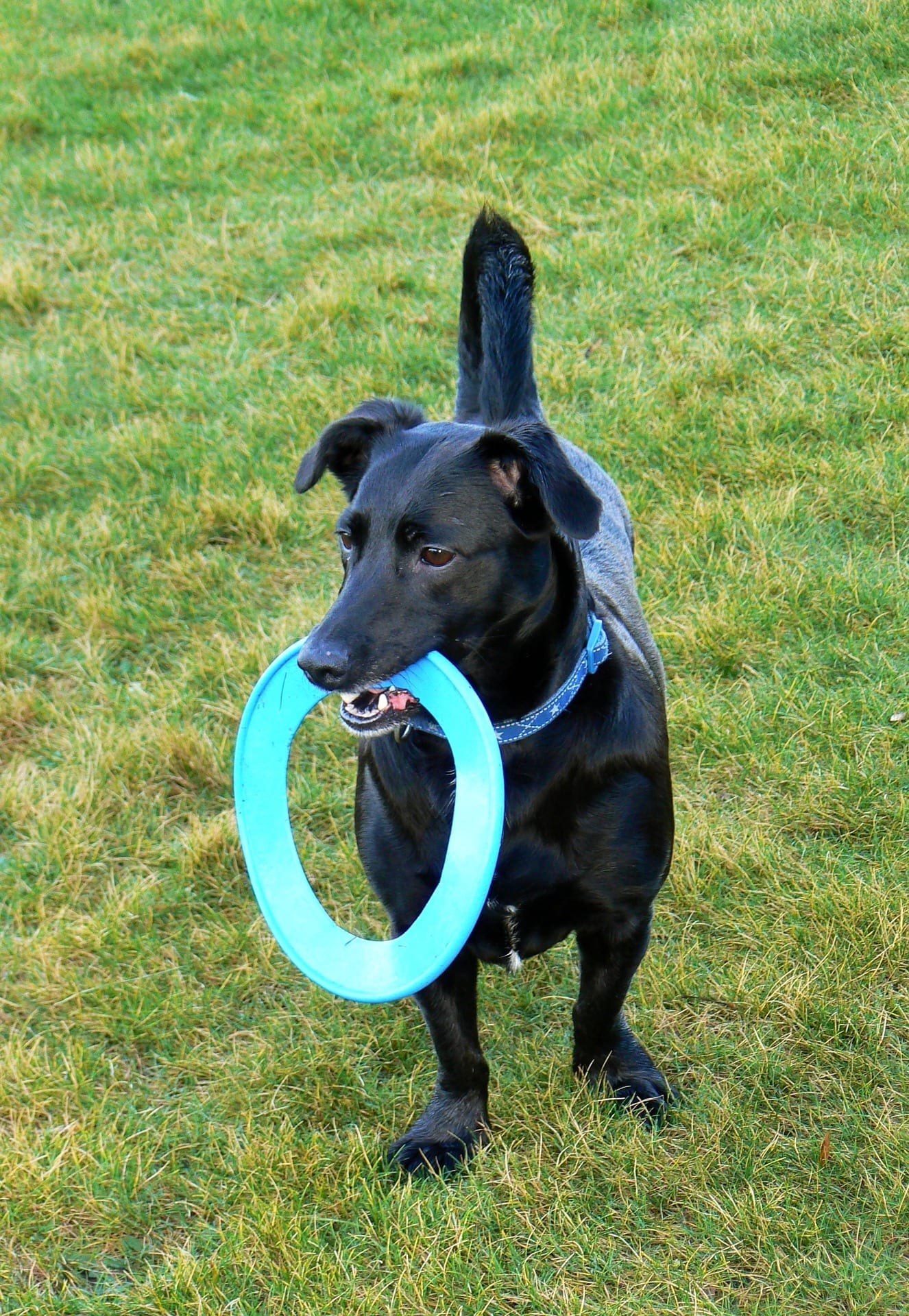 dog-1121285_1920